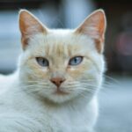 Grüne Augen bei Katzen: warum?