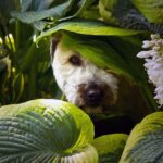 Warum Hunde nicht in die Augen schauen - ein verständnisvoller Ratgeber