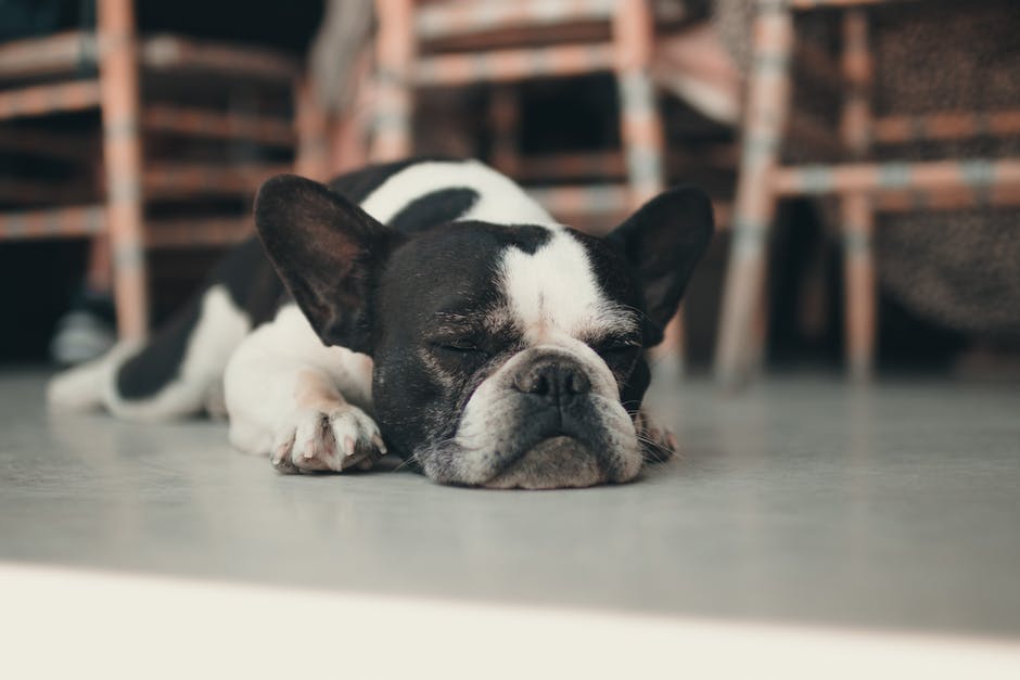 Hunde mit offenen Augen schlafen: Warum?