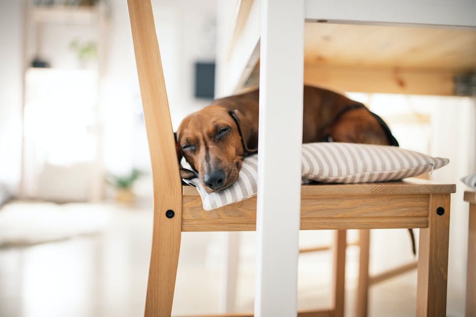 Hunde schlafen mit offenen Augen: Warum?