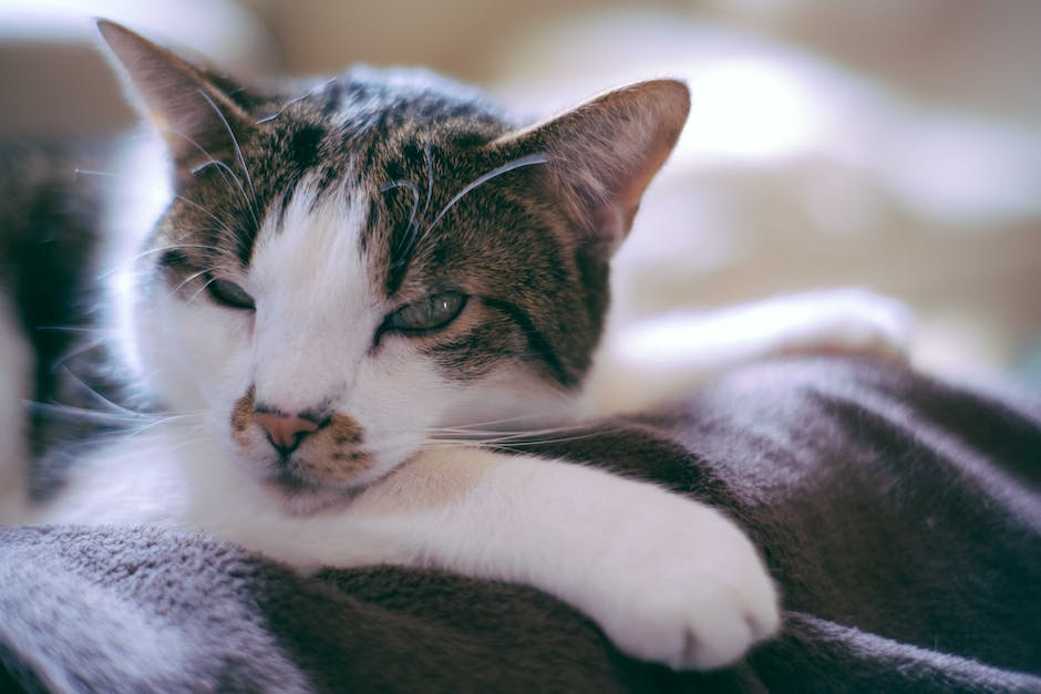 Warum schlafen Katzen mit offenen Augen? SEO-optimiert