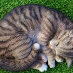 Katzen schlafen mit offenen Augen warum?