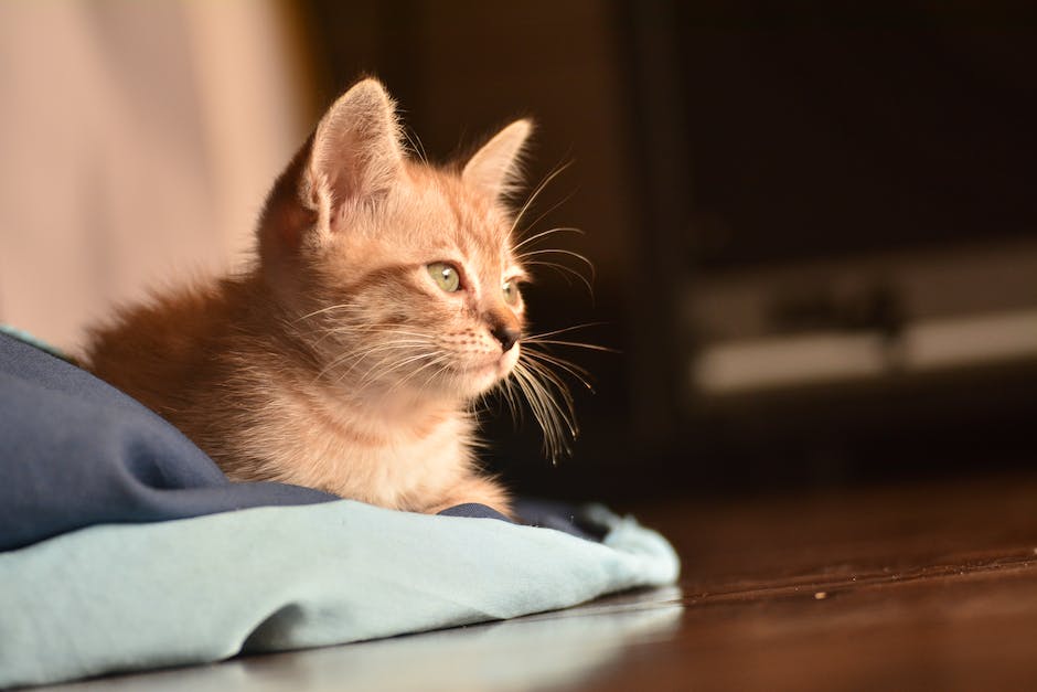  Augenfarbe von Kätzchen - wie lange sind sie blau?