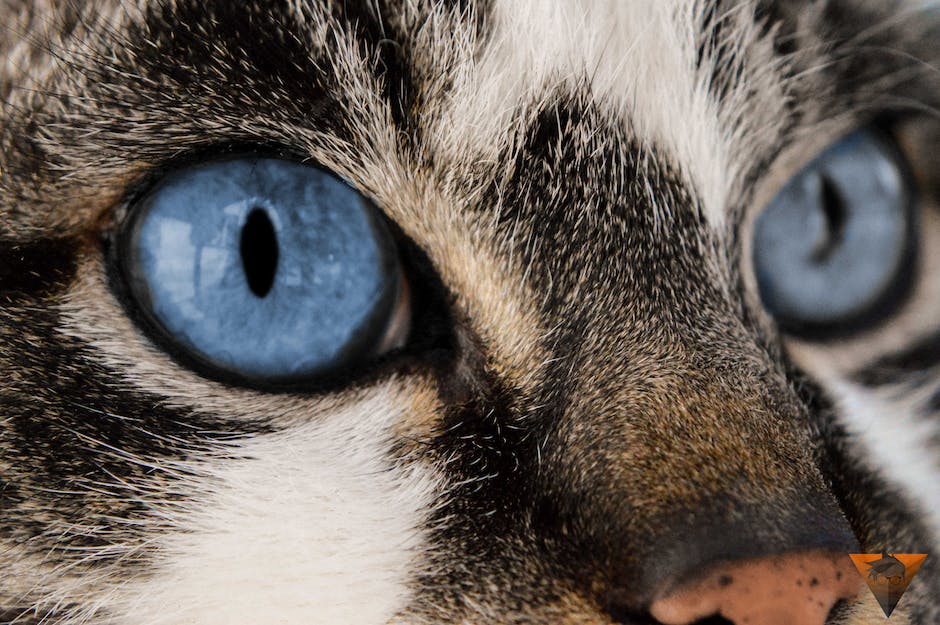  Augenfarbe: Woher kommen blaue Augen?